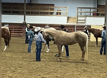 Palomino, Yegua, 5 años, 142 cm, Palomino