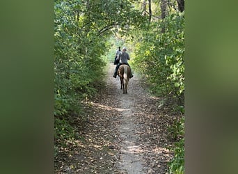 Palomino, Yegua, 5 años, 142 cm, Palomino