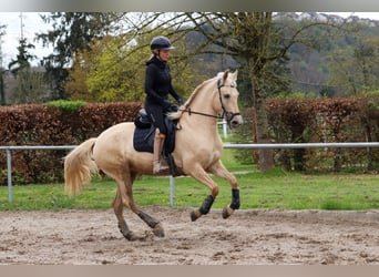 Palomino, Yegua, 5 años, 162 cm, Palomino