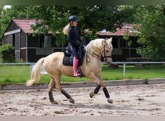 Palomino, Yegua, 5 años, 162 cm, Palomino