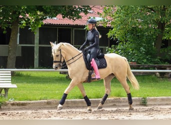 Palomino, Yegua, 5 años, 162 cm, Palomino