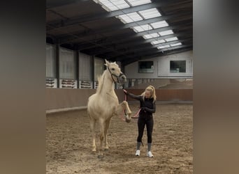Palomino, Yegua, 5 años, 162 cm, Palomino