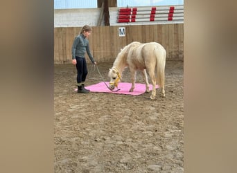 Palomino, Yegua, 6 años, 115 cm, Palomino