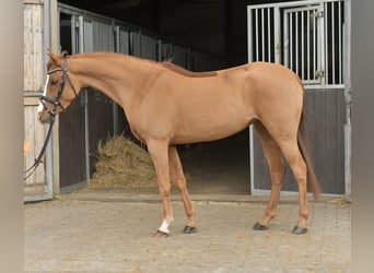 Palomino, Yegua, 6 años, 145 cm, Alazán