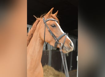 Palomino, Yegua, 6 años, 145 cm, Alazán