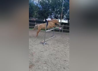 Palomino, Yegua, 7 años, 140 cm, Cremello