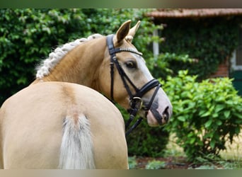 Palomino, Yegua, 7 años, 142 cm, Palomino