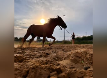 Palomino Mestizo, Yegua, 7 años, 156 cm, Alazán