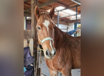 Palomino Mestizo, Yegua, 7 años, 156 cm, Alazán