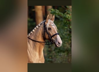 Palomino, Yegua, 7 años, 162 cm, Palomino