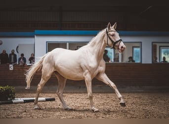 Palomino, Yegua, 8 años, 161 cm, Cremello
