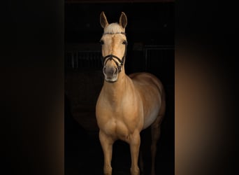 Palomino, Yegua, 9 años, 148 cm, Palomino
