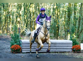 Palomino, Yegua, 9 años, 148 cm, Palomino