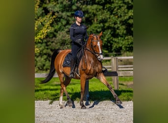 Partbred árabe, Caballo castrado, 11 años, 155 cm, Castaño