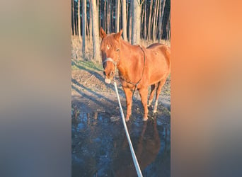 Partbred árabe, Caballo castrado, 12 años, 145 cm, Alazán