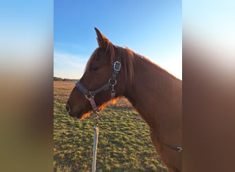 Partbred árabe, Caballo castrado, 12 años, 145 cm, Alazán