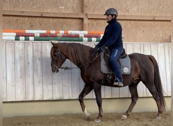 Partbred árabe, Caballo castrado, 12 años, 153 cm, Alazán