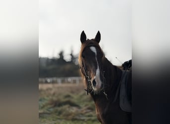 Partbred árabe, Caballo castrado, 12 años, 153 cm, Alazán