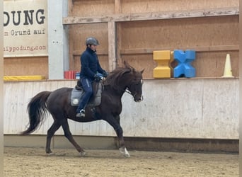 Partbred árabe, Caballo castrado, 12 años, 153 cm, Alazán