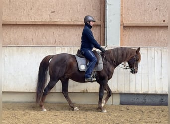 Partbred árabe, Caballo castrado, 12 años, 153 cm, Alazán