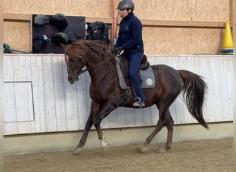 Partbred árabe, Caballo castrado, 12 años, 153 cm, Alazán