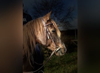 Partbred árabe, Caballo castrado, 12 años, 153 cm, Alazán