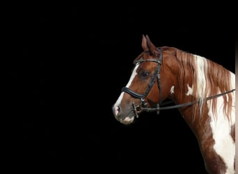 Partbred árabe, Caballo castrado, 12 años, 157 cm, Pío