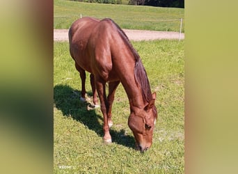 Partbred árabe Mestizo, Caballo castrado, 13 años, 150 cm, Castaño