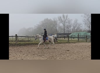 Partbred árabe Mestizo, Caballo castrado, 13 años, 152 cm, Tordo