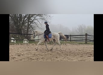 Partbred árabe Mestizo, Caballo castrado, 13 años, 152 cm, Tordo