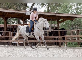 Partbred árabe, Caballo castrado, 13 años, 155 cm, Tordo