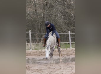 Partbred árabe, Caballo castrado, 13 años, 155 cm, Tordo