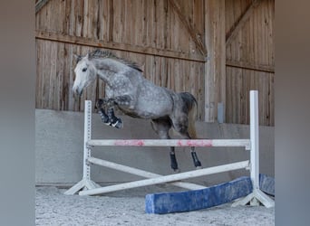 Partbred árabe, Caballo castrado, 13 años, 155 cm, Tordo