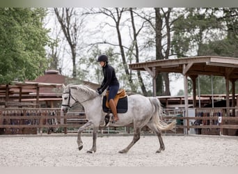 Partbred árabe, Caballo castrado, 13 años, 155 cm, Tordo