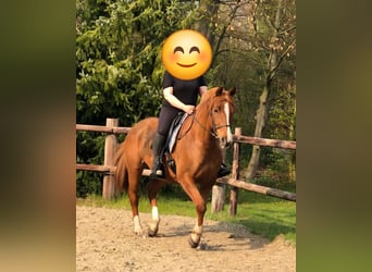 Partbred árabe, Caballo castrado, 13 años, 157 cm, Alazán