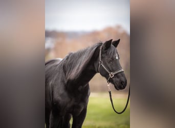 Partbred árabe, Caballo castrado, 23 años, 140 cm, Negro