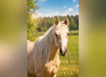 Partbred árabe, Caballo castrado, 2 años, 152 cm, Palomino