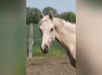 Partbred árabe, Caballo castrado, 2 años, 152 cm, Palomino