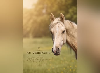 Partbred árabe, Caballo castrado, 2 años, 152 cm, Palomino