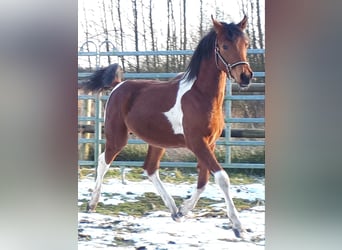 Partbred árabe, Caballo castrado, 2 años, 153 cm, Tobiano-todas las-capas