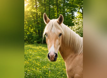 Partbred árabe, Caballo castrado, 3 años, 154 cm, Palomino