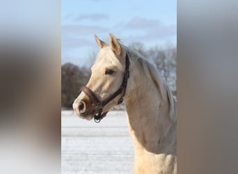 Partbred árabe, Caballo castrado, 3 años, 154 cm, Palomino