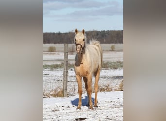 Partbred árabe, Caballo castrado, 3 años, 154 cm, Palomino