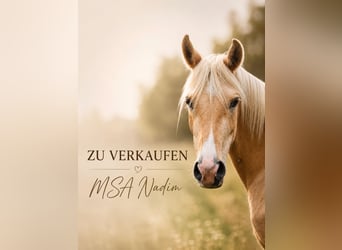 Partbred árabe, Caballo castrado, 3 años, 154 cm, Palomino
