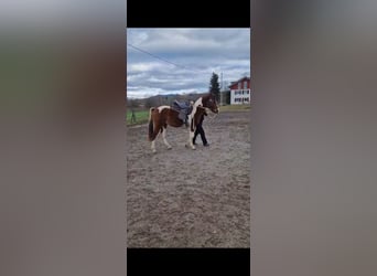 Partbred árabe, Caballo castrado, 3 años, 154 cm, Pío