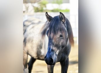Partbred árabe, Caballo castrado, 4 años, 140 cm, Ruano azulado