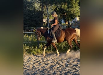 Partbred árabe, Caballo castrado, 4 años, 155 cm, Negro