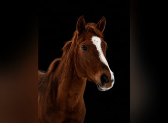 Partbred árabe, Caballo castrado, 5 años, 150 cm, Alazán