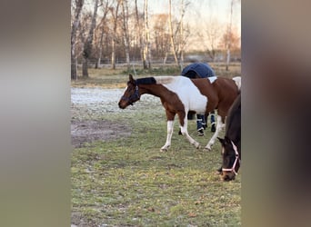 Partbred árabe, Caballo castrado, 5 años, 150 cm, Pío