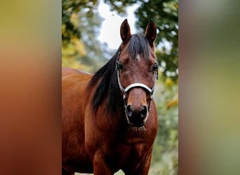 Partbred árabe Mestizo, Caballo castrado, 5 años, 153 cm, Castaño